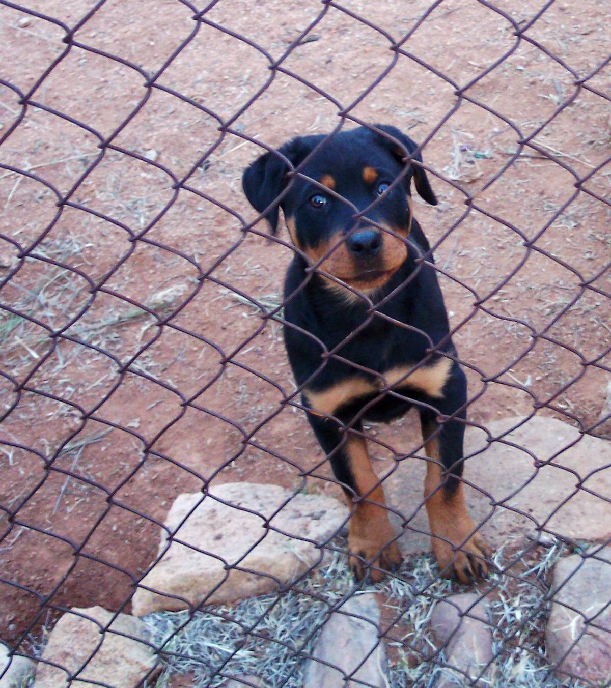 How Much Is a Dog Bite Case Worth?